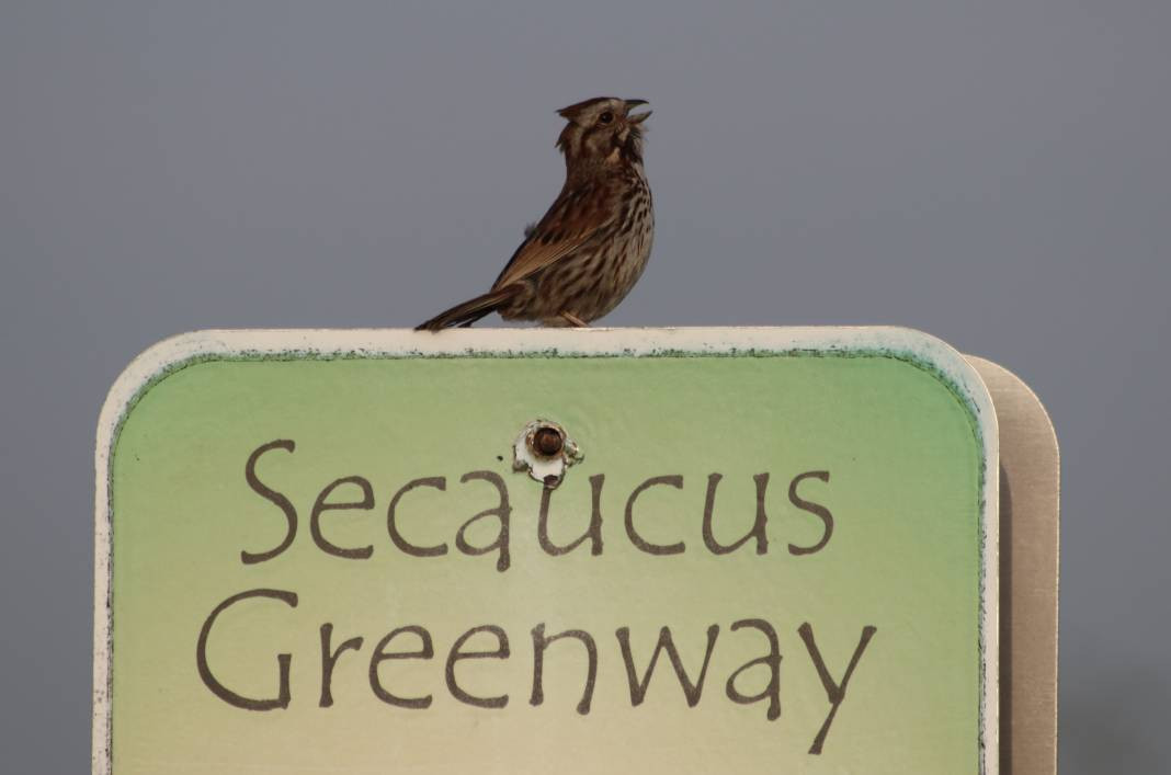 Yürüyüş yolundaki kuşlar böyle görüntülendi - Resim: 11